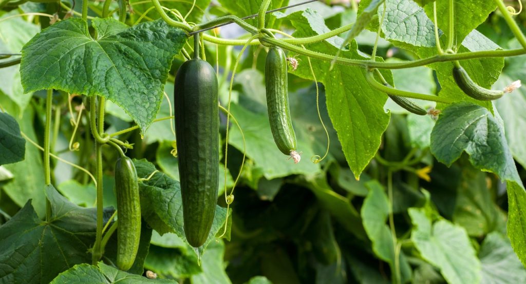 Medicinal benefits of Cucumber