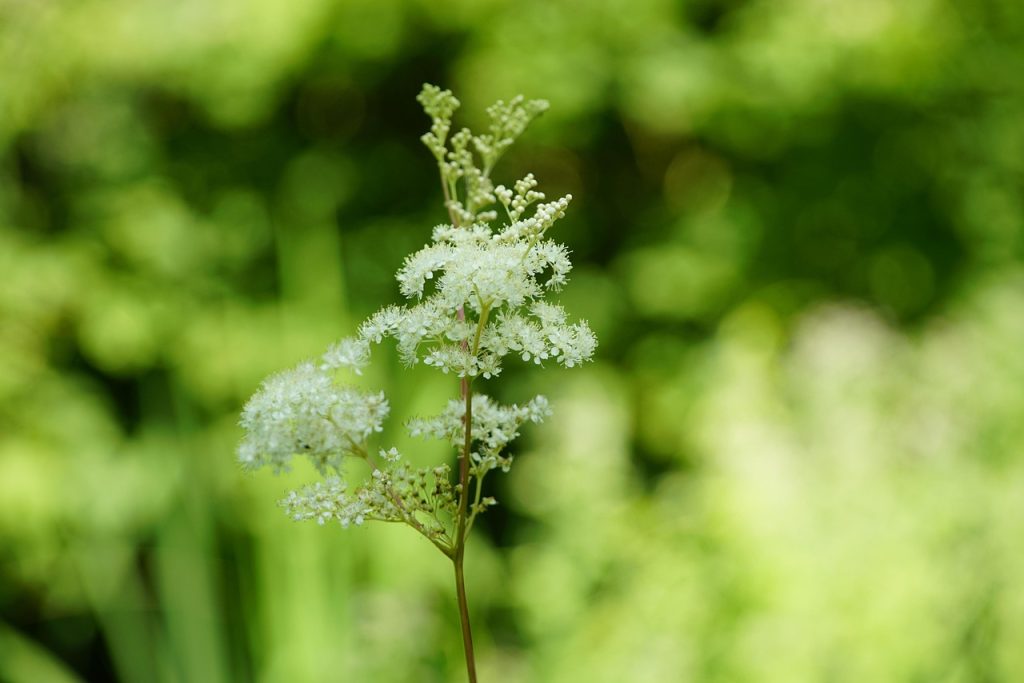 Medicinal benefits of meadowsweet – flowering plant used in herbal healing