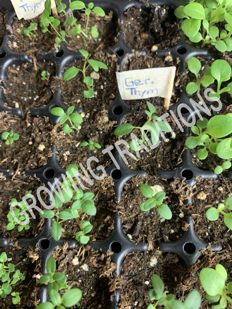 Herbal plant starts of German Winter Thyme grown from seed — part of my Pepé Fest offerings.