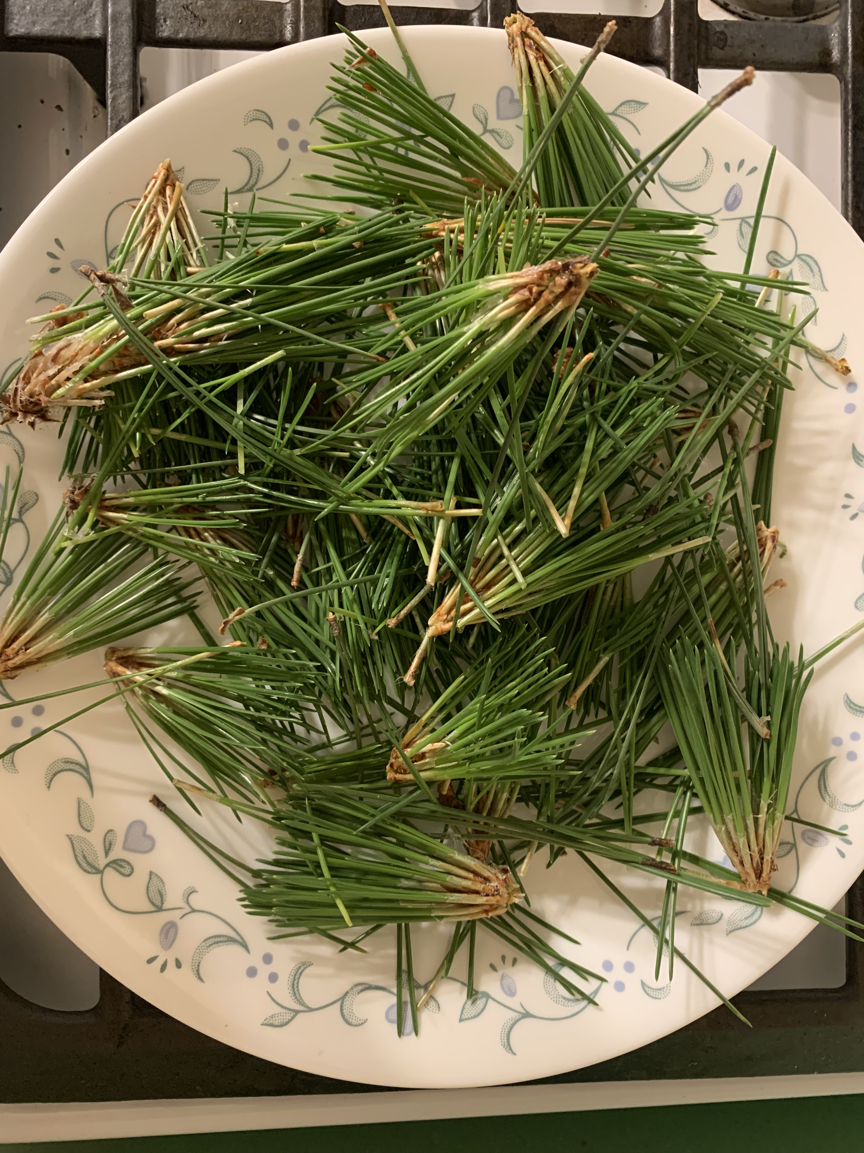 Pine Needle Honey, needles on a plate, herbal infusions, traditional pine medicine