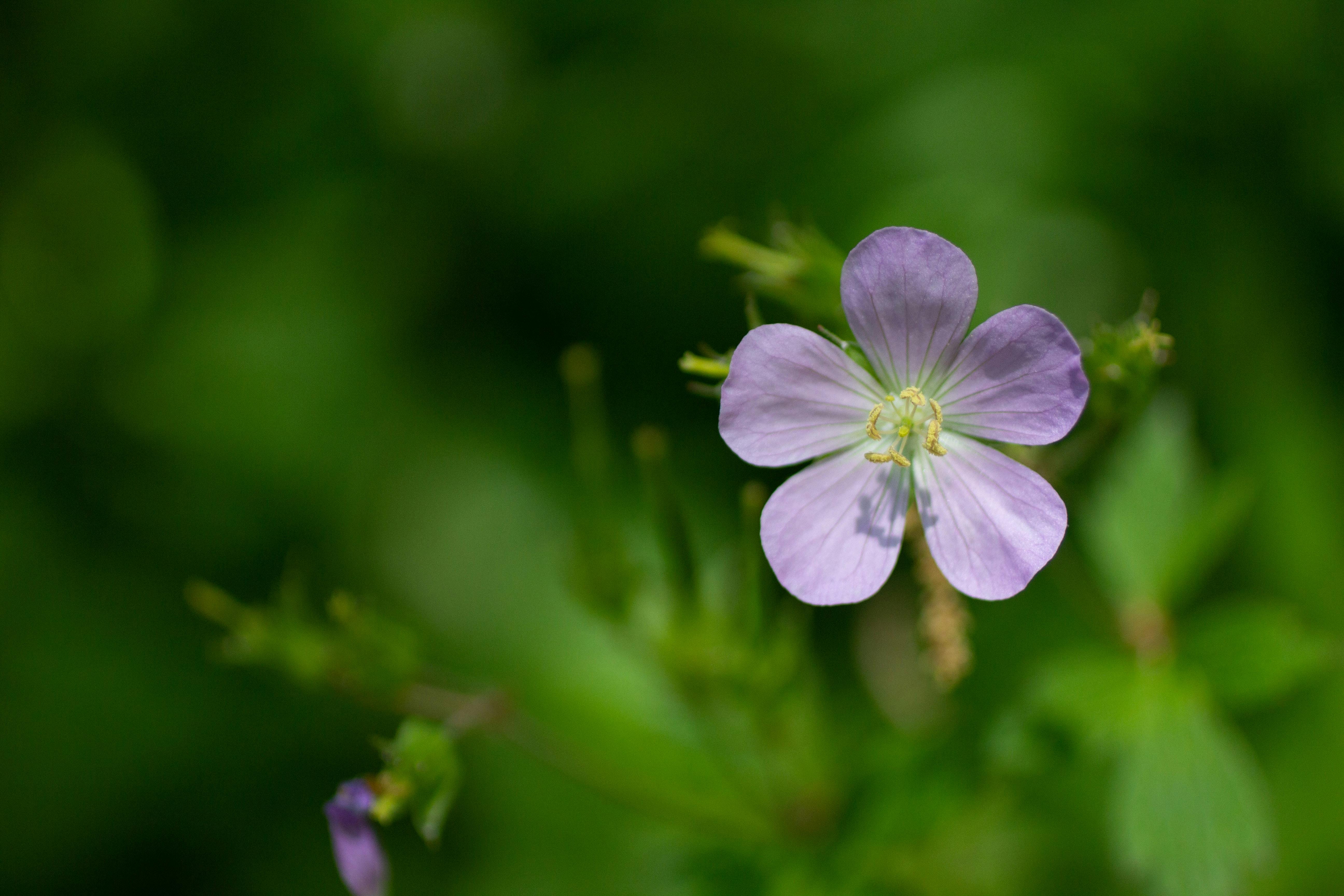 Beautiful up close image of five petaled blossom of Wild Geranium.