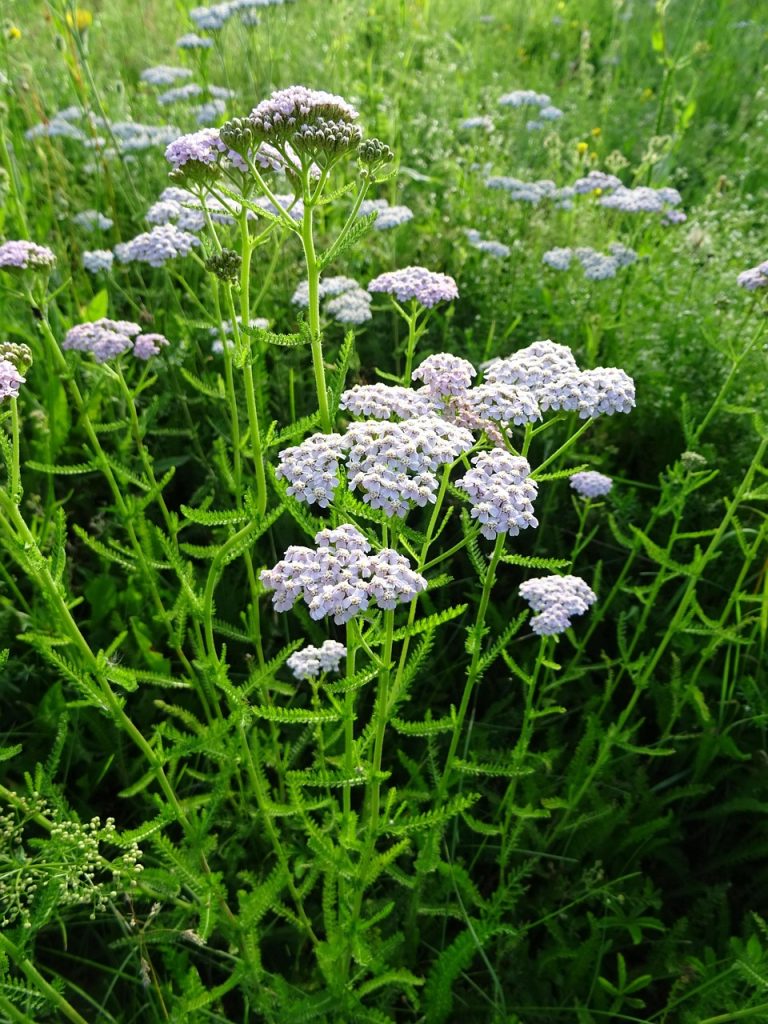 yarrow, achillea, medicinal, plants, flower wallpaper, beautiful flowers, nature, flowers, flower background, white, herbs