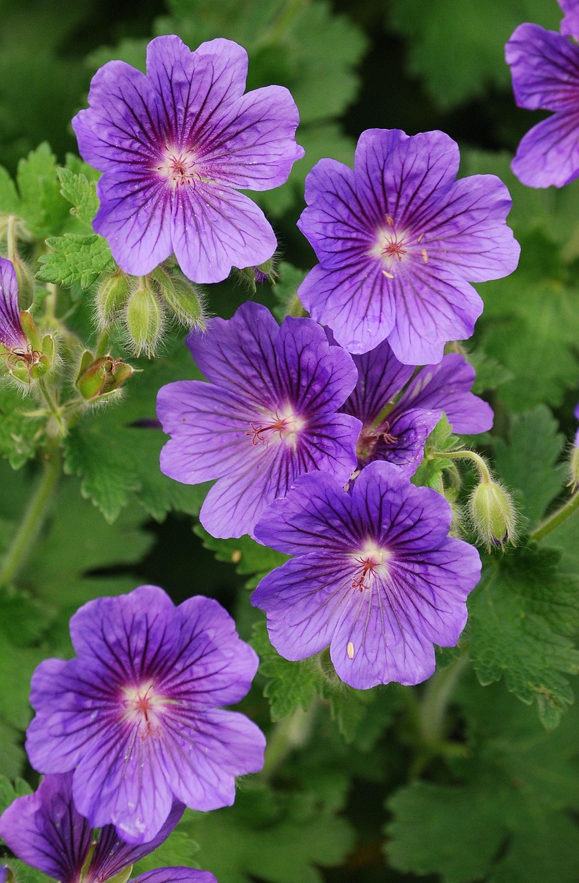 Wild Geranium (Geranium maculatum): Woodland Healer of Many Talents